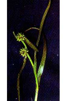 Photo of Sparganium natans L.