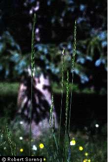 Photo of Elymus trachycaulus (Link) Gould ex Shinners