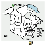 Distribution of Elymus trachycaulus (Link) Gould ex Shinners ssp. virescens (Lange) A. Löve & D. Löve. . 