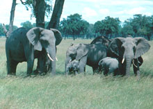 Photo of an Elephant herd in Masaai Mara, Uganda. Source: Richard Warner