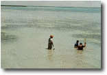 photo of scientists piston coring in seagrass beds