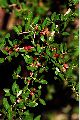 View a larger version of this image and Profile page for Ilex vomitoria Aiton