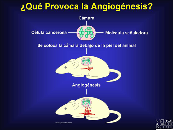 ¿Qué Provoca la Angiogénesis?