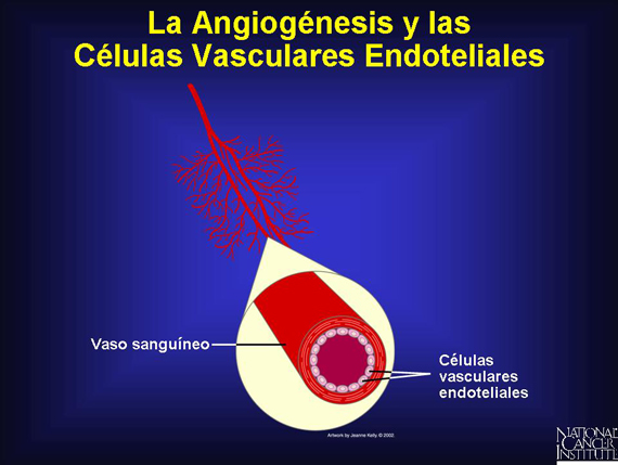 La Angiogénesis y las Células Vasculares Endoteliales
