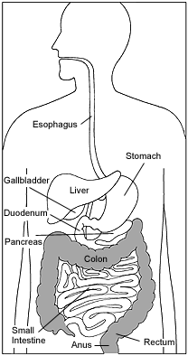 Illustration of the digestive system with the colon and rectum highlighted.