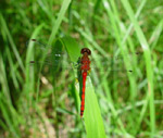 Red Dragonfly. Photo by T. Green
