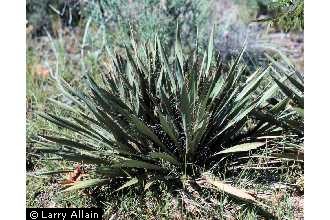 Photo of Yucca filamentosa L.