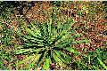 View a larger version of this image and Profile page for Yucca filamentosa L.