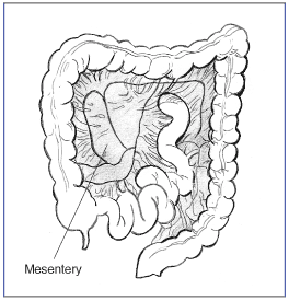 The colon is held in place by the mesentery