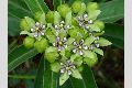 View a larger version of this image and Profile page for Asclepias viridis Walter