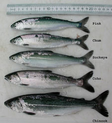 Pacific salmon juveniles sampled in Icy Strait, Southeast Alaska