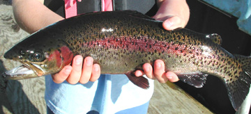 picture of a rainbow trout