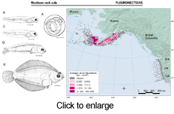 Lepidopsetta polyxystra illustration and distribution map