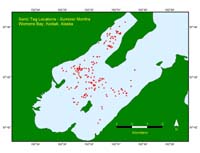 Chart of the movement of red king crab pods in Women's Bay, Alaska, thdivebaychrt.jpg=8kb