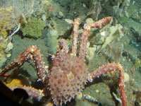 [Photo © R. Reuter, NOAA Fisheries; Golden King Crab on the sea floor, thgkc_aleut_rreuter.jpg]