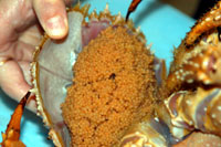 [Golden King crab female with eyed eggs, thgkc_eggs_edit2.jpg]