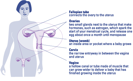 Diagram of the ovaries