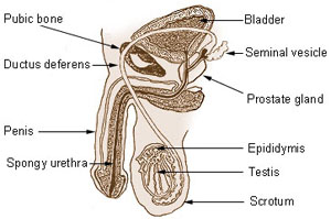 Diagram of male genitals showing the bladder, sminal vesicle, prostate gland, epididymis, testis, scrotum, spongy urethra, penis, ductus deferens, and pubic bone.