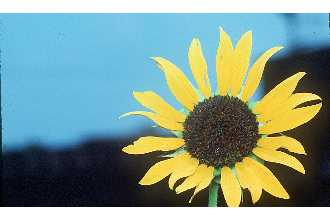 Photo of Helianthus annuus L.