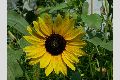 View a larger version of this image and Profile page for Helianthus annuus L.