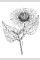 View a larger version of this image and Profile page for Helianthus annuus L.