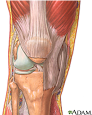 Illustration of the knee anatomy