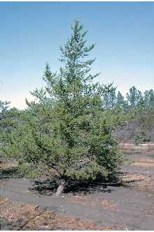 Photo of Pinus banksiana Lamb.