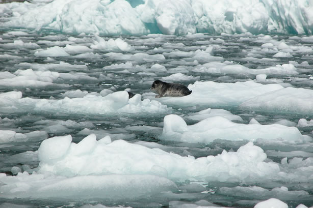 harbor seals and glacial ice
