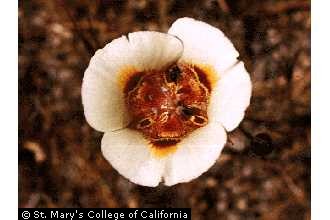 Photo of Calochortus venustus Douglas ex Benth.