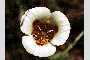 View a larger version of this image and Profile page for Calochortus venustus Douglas ex Benth.