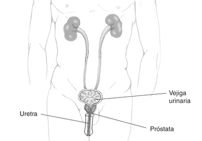 Imagen del Tracto urinario masculino. La Próstata rodea a la uretra, que es donde la orina sale de la vejiga.