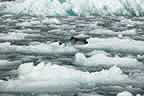 harbor seals and glacial ice