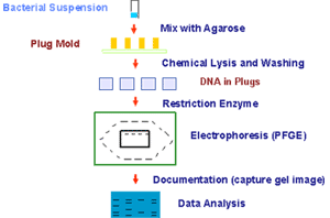 PFGE Process showing bacterial suspension, mix with aragose, plug mold, chemical lysis and washing, dna in plugs, restriction enzyme, electrophoresis, documentation capture gel image, data analysis