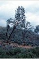 View a larger version of this image and Profile page for Pinus sabiniana Douglas ex Douglas