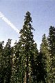 View a larger version of this image and Profile page for Abies amabilis (Douglas ex Louden) Douglas ex Forbes