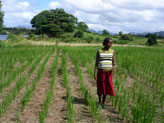 A beneficiary of an agricultural recovery program walks through her fields in Madagascar.