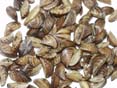 Zebra Mussels Information