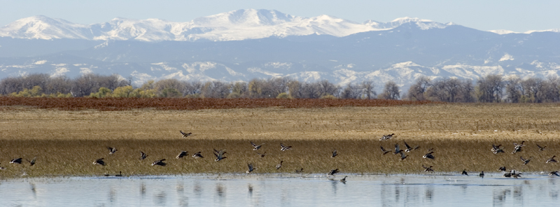 Barr Lake birds by Matt Kaune