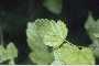 View a larger version of this image and Profile page for Physocarpus opulifolius (L.) Maxim., orth. cons.