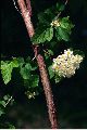 View a larger version of this image and Profile page for Physocarpus opulifolius (L.) Maxim., orth. cons.