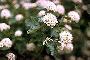 View a larger version of this image and Profile page for Physocarpus opulifolius (L.) Maxim., orth. cons.