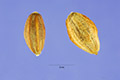 View a larger version of this image and Profile page for Elaeagnus commutata Bernh. ex Rydb.