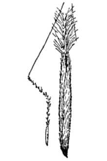 Line Drawing of Achnatherum thurberianum (Piper) Barkworth