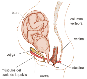 Esta es una imagen que muestra los órganos internos de una mujer embarazada que incluye el útero, la vejiga, los intestinos, y la columna y el músculo pélvico.