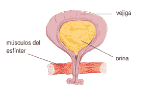 Imagen de la vejiga, y los músculos relacionados en el proceso urinario.