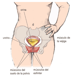 Imagen del área pélvica mostrando la relación de los órganos pertinentes.