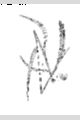 View a larger version of this image and Profile page for Phalaris arundinacea L.