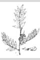 View a larger version of this image and Profile page for Glycyrrhiza lepidota Pursh