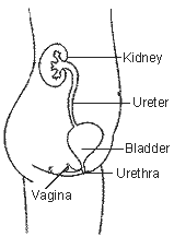 Side view of female urinary tract