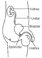 Side view of male urinary tract